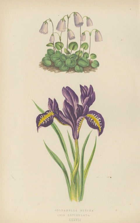 Alpine Botanical Lithograph Pair of Iris and Pyrenean Dead-nettle, 1874, close-up 1