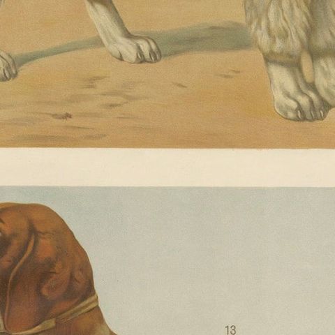 Poodle and Hound, Large Antique Dog Poster by Briedwiser, c.1880, close-up 6