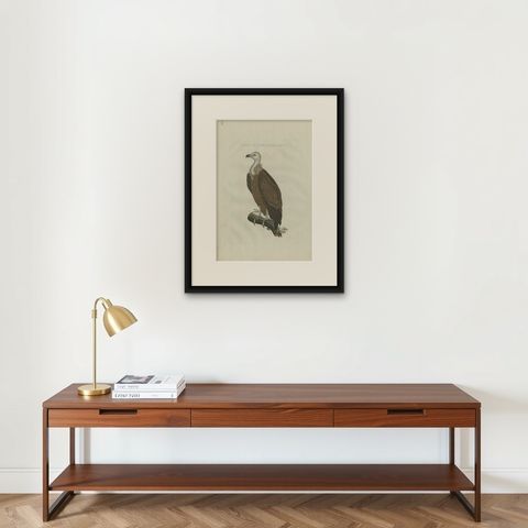 Antique Bird Print of a Vulture by Sepp & Nozeman, 1770, shown framed on a wall
