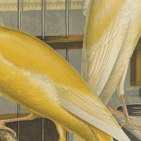 Antique Bird Print of the Manchester or Lancashire Coppies, Grey and Clear, close-up 2