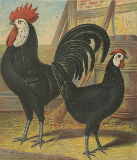 The Distinguished Spanish Chicken - A Rare 19th Century Poultry Lithograph, close-up 4