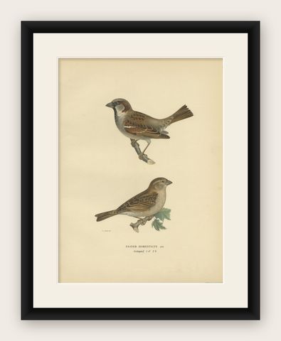 Antique Bird Print of the House Sparrow by Von Wright, 1927, shown framed