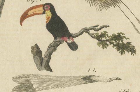Original Antique Print of Toucan, Hornbill and Birds of Paradise, 1790, close-up 1