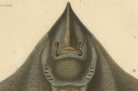 Rare Decorative Hand-colored Antique Plate of The Gaimard's Ray Fish, 1842, close-up 4