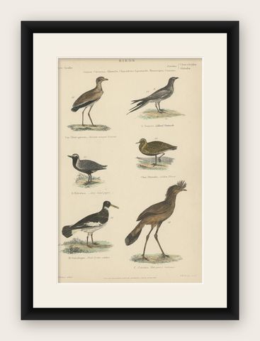 Old Print of a Courser, Collared Pratincole, Sandpiper, Plover, Cariama, c.1860, shown framed