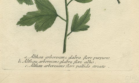 Antique Botanical Engraving of Tree Mallow Flowers, Weinmann, 1737, close-up 1