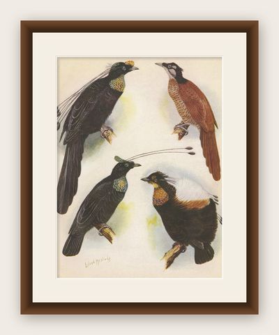 Antique Print of the Wahnes' Six-Plumed Bird of Paradise and Others, 1950, shown framed