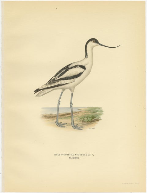 Antique Bird Print of the Pied Avocet by Von Wright '1929', view 2