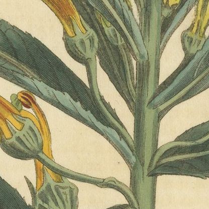 Antique Botany Print of Allium Cernuum by Curtis, 1810, close-up 2