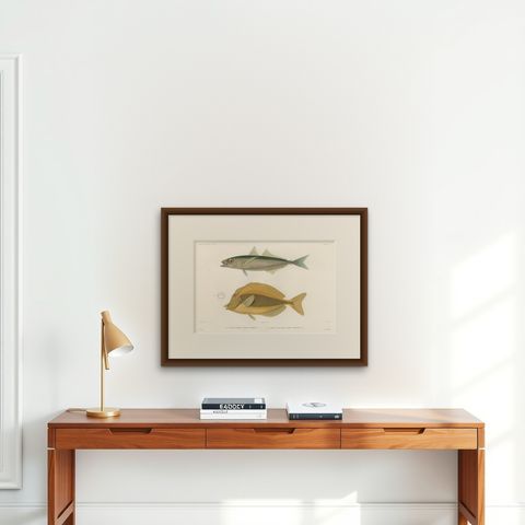 Mackerel Jack and Surgeonfish, Decorative Antique Sea Life Lithograph, 1846, shown framed on a wall