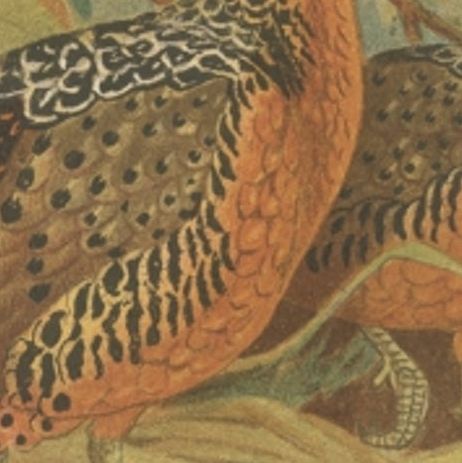 Antique Bird Print of the Ferruginous Wood Partridge by Hume & Marshall, 1879, close-up 1