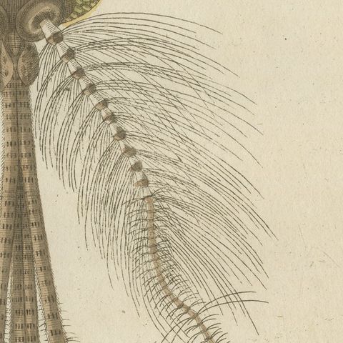 Gnat with Magnified Feathered Head, Antique Bertuch Print, circa 1805, close-up 3