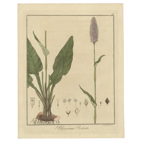 Detailed Engraved Botanical Study of Persicaria Bistorta or Common Bistort, 1822