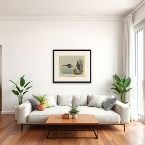 Rare Large Antique Bird Print Depicting Xantus's Murrlets, 1869, shown framed in a room