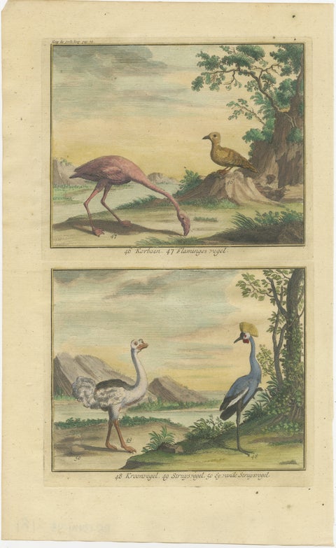 Old Engraving of a Black Grouse, Flamingo, Ostrich and Common or Crested Crane, view 2