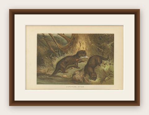 Woodland River Animal Print, Victorian Otter Scene, Earth Tone Artwork, 1894, shown framed