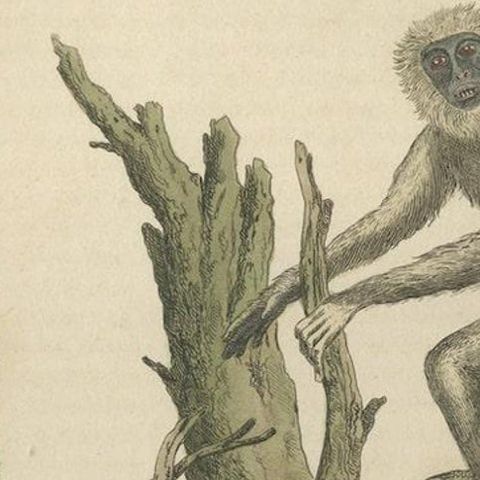 Old Print of a Red or Asiatic Orangoutan, Javan Silvery Gibbon and Green Monkey, close-up 3
