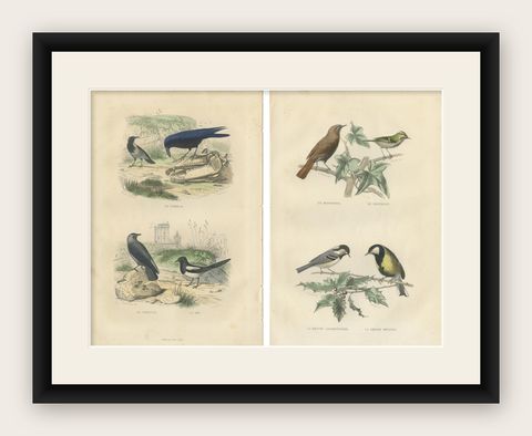 Set of 2 Antique Bird Prints Rave, Western Jackdaw, Nightingale by Buffon, shown framed