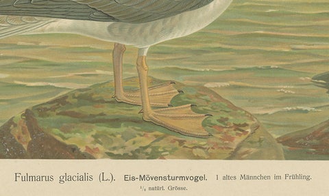 Antique Bird Print of Northern Fulmar at Sea, 19th Century Seabird Illustration, close-up 1