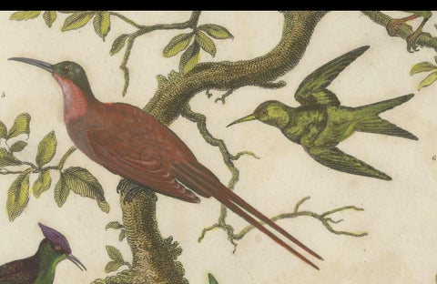 Diverse Avian Species: An early 18th-Century Ornithological Study, 1811, close-up 1