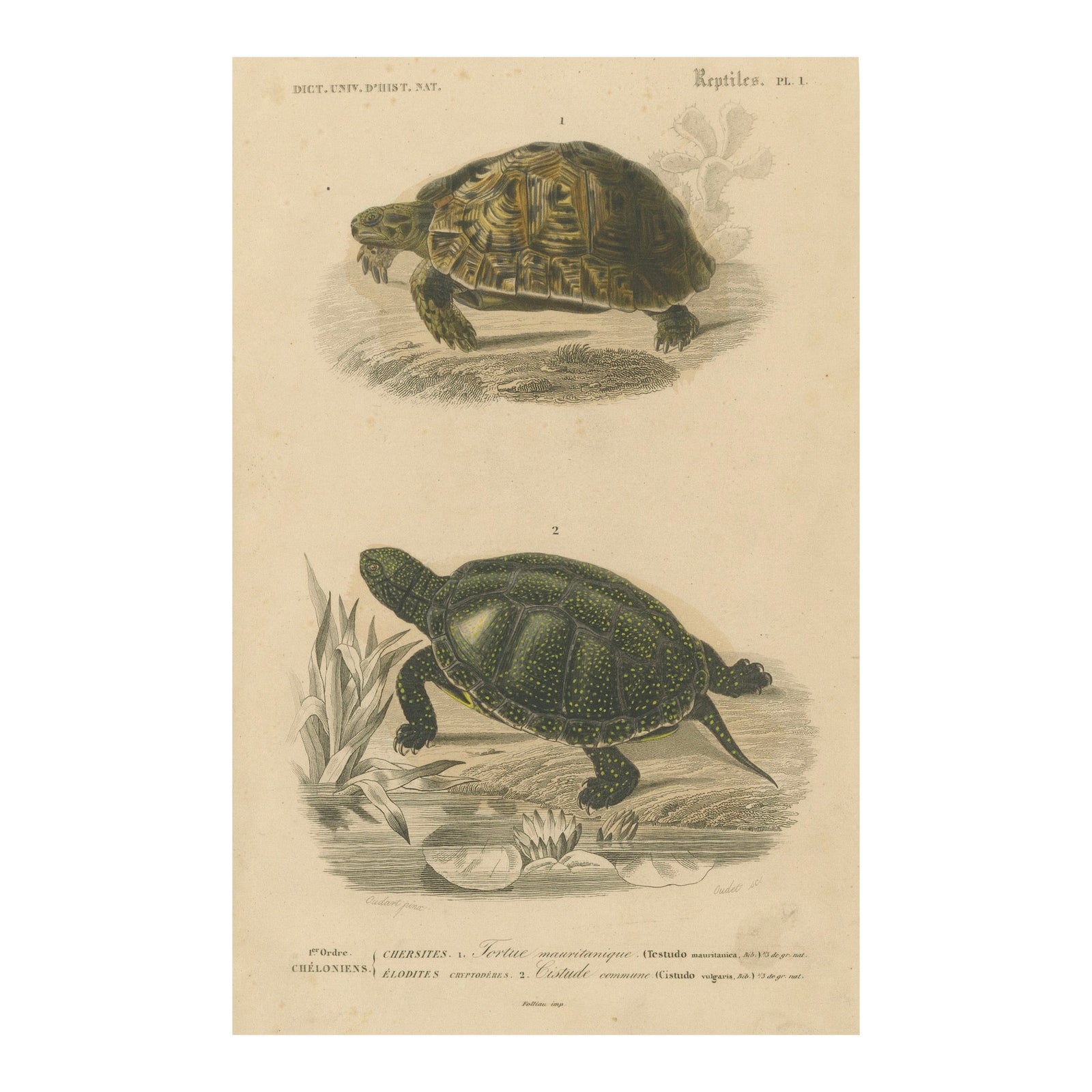 Turtle Print of Moorish Tortoise and European Pond Turtle, c.1850, Orbigny