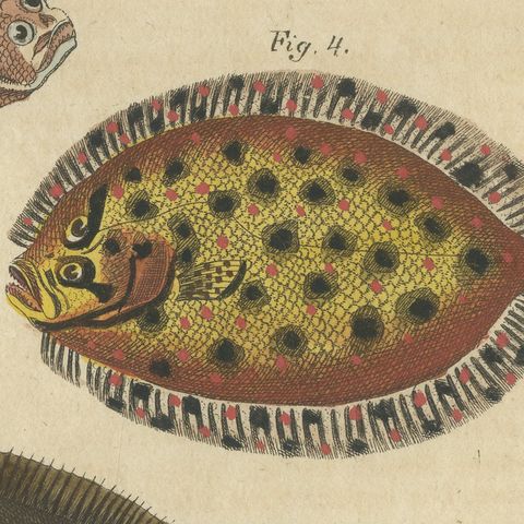 Five Soles and Flatfish, Antique Bertuch Print, circa 1815, close-up 4