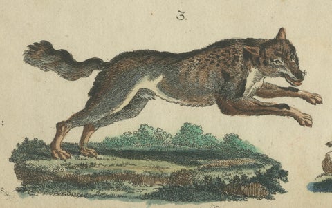 Antique Handcolored Engraving of Wild Canines and Hyenas, c.1800, close-up 2