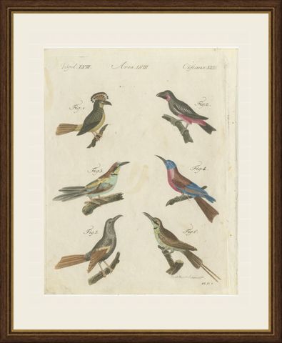 Royal Flycatcher and Bee-eaters, Antique Bertuch Print, Vienna, circa 1805, shown framed