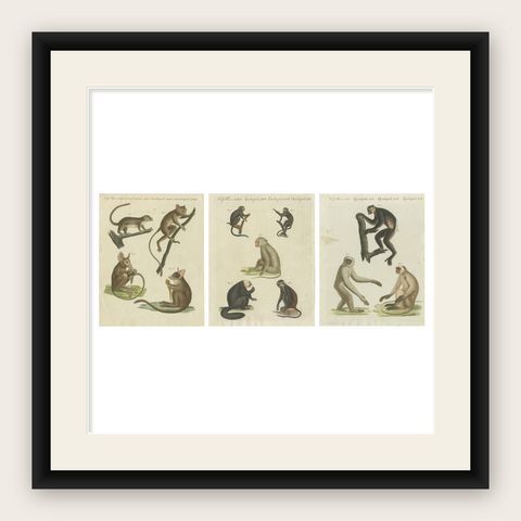 Set of three Antique Prints of various Monkeys, also including Maki, shown framed