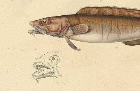 Antique Ichthyology Print, Cusk Fish (Le Brosme) from Gaimard Voyage, 1842, close-up 2