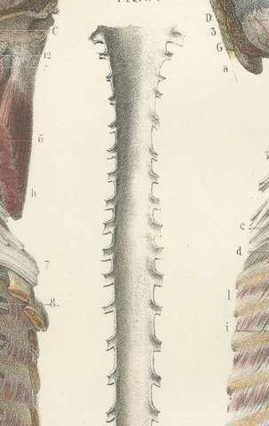 Brain and Spinal Cord in Situ, Hirschfeld Double Folding Plate, 1866, view 7