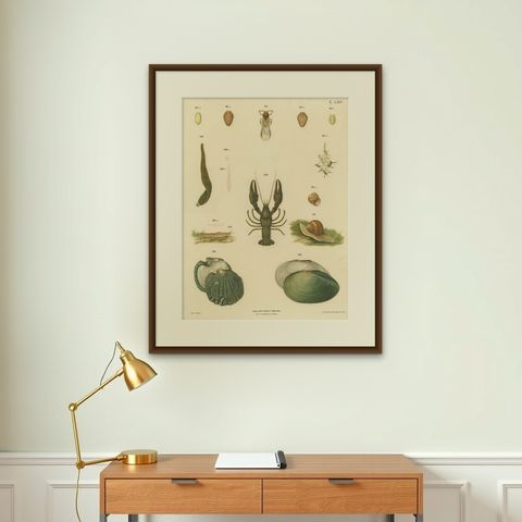 Large Antique Zoology Poster, Crayfish, Leeches, Snails, Insects c.1880, shown framed on a wall