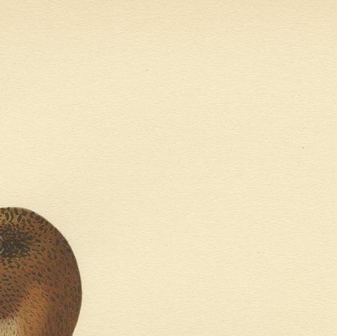 Antique Bird Print of a Young Eurasian Wigeon by Von Wright '1929', close-up 1