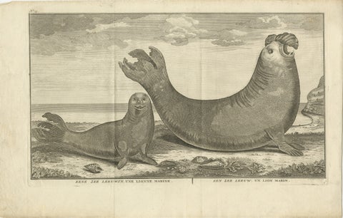 Marine Creatures in an Old Engraving: A Sea Lioness and a Sea Elephant, 1765, view 2