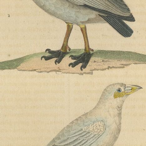 Old Hand-Colored Bird Print of the Cape Barren Goose and the Snowy Sheathbill, close-up 4