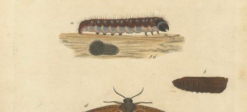 Moth Metamorphosis Dedicated to Earl of Cardigan, 1724, close-up 3