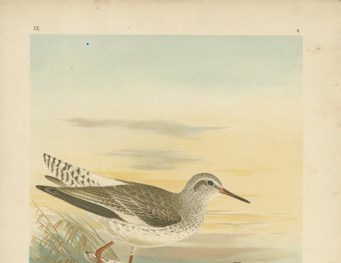 Redshank and Marsh Sandpiper, Antique Shorebird Lithograph c.1895, close-up 1