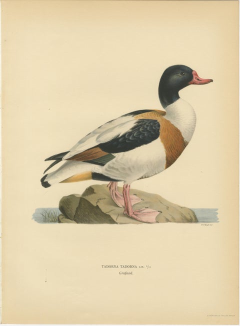 Antique Scandinavian Goose Lithographs Set of 4, Svenska Fåglar, Sweden 1929, view 5
