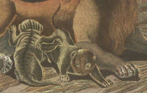 Original Antique Print of a Lioness and Her Cubs by Bertuch, 1810, close-up 4