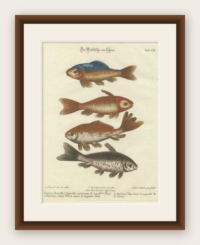 Exotic Goldfish of China: An 18th-Century Hand-Colored Copper Engraving, c.1773, shown framed