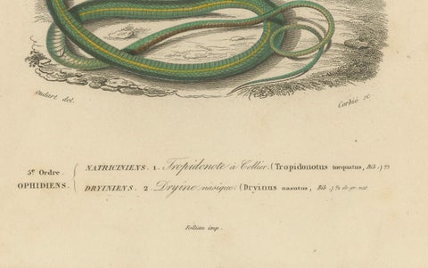 Snake Print of Grass Snake and Long-Nosed Whip Snake, c.1850, Orbigny, close-up 1