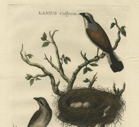 Antique Hand-Colored Engraving of Red-Backed Shrike, 18th Century, view 5