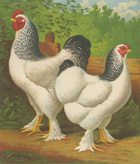 The Regal Light Brahma - A Rare 19th Century Poultry Lithograph, 1888, close-up 6