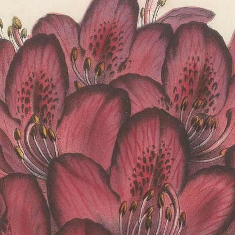 Othello Rhododendron Botanical Illustration by Louis van Houtte, 19th Century, close-up 5