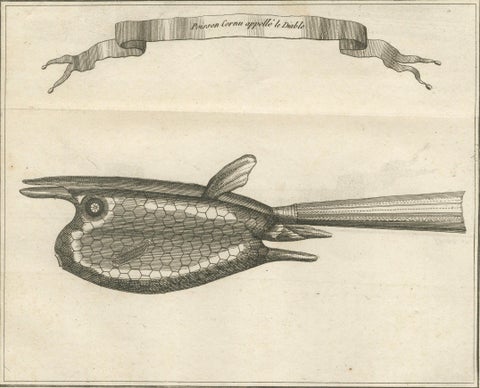 Poisson Cornu dit “Le Diable”, Antique French Engraving of a Horned Fish, 1790, close-up 1