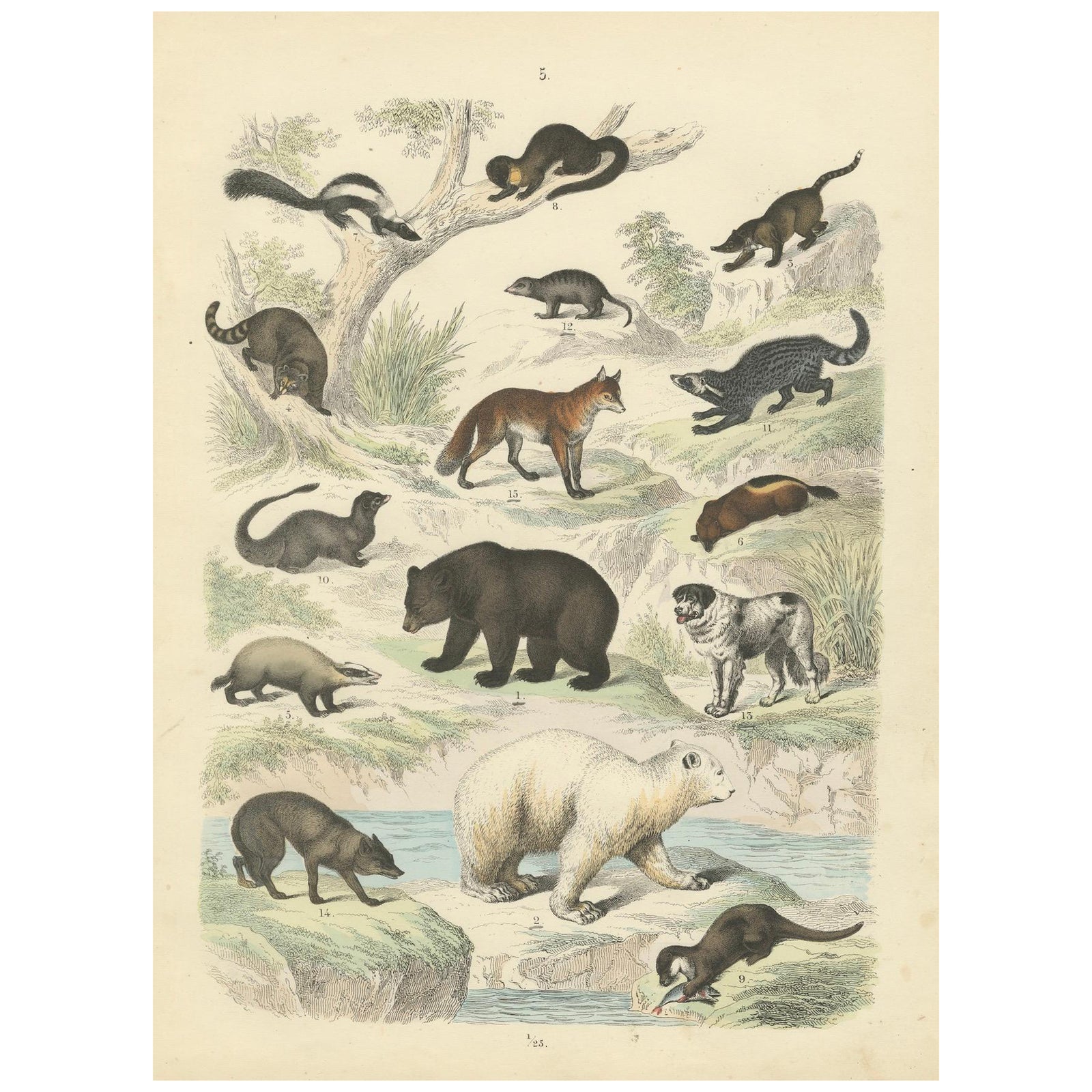 Mammals Print: Bears, Fox, Otter & Skunk, Antique Hand-Coloured 1867