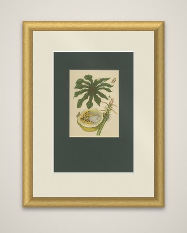 Papaya and Insects, 19th-Century Hand-Coloured Lithograph after Merian Plate 45, shown framed