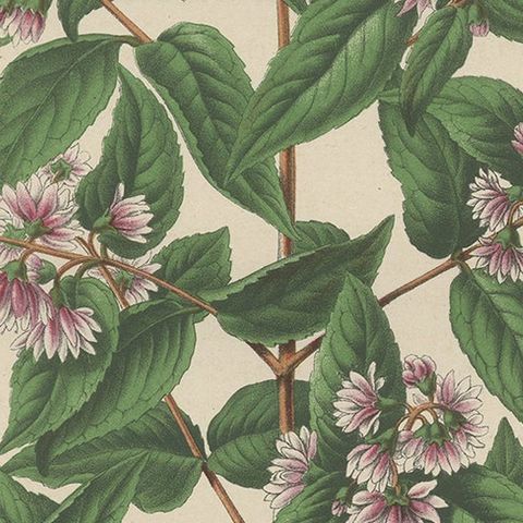 Antique Handcolored Flower Print of the Deutzia Crenata, 1868, close-up 2