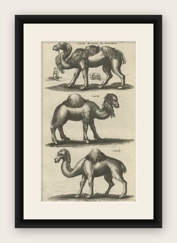 Original Antique Engraving of a Camel and Dromedary, 1657, shown framed
