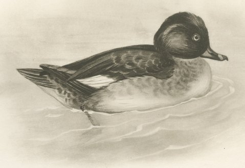 Female Scaup and a Second Female Diving Duck after Lilian Medland, c. 1909, close-up 2